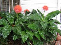 Image result for Scadoxus multiflorus
