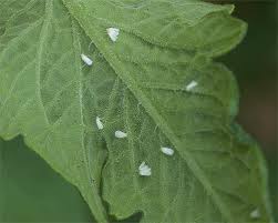 We did not find results for: Fs1123 Vegetable Insect Control Recommendations For Home Gardens Rutgers Njaes