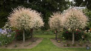 Pin By Sue A On Dappled Willow Hakuro Nishiki Salix Integra Lawn Care Low Maintenance Plants Dappled Willow Tree