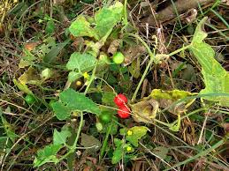 Image result for Cucumis maderaspatanus