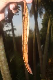 Image result for Senna bacillaris