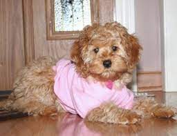Cockapoo Puppies Licensed Cockapoo Breeder Cockapoo Puppies For Sale Cockapoo Puppies Puppies For Sale