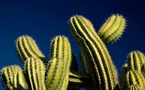 The truth is that all plants that grow in such an ecosystem. How Does A Cactus Live Without Water Wonderopolis