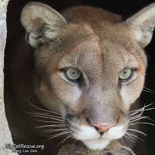 Cougar Mountain Lion Puma Facts Photos Sounds News And Videos