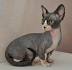 Sphynx For Sale in Virginia - Hoobly Classifieds