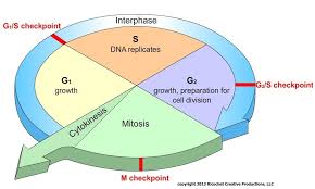 During g2, the cell has to grow some more and produce any molecules it still needs to divide. Cell Cycle Regulation Neoplasia Diagram Quizlet