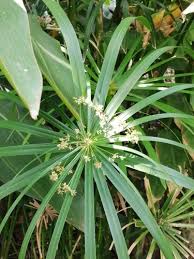 Image result for Cyperus cuspidatus
