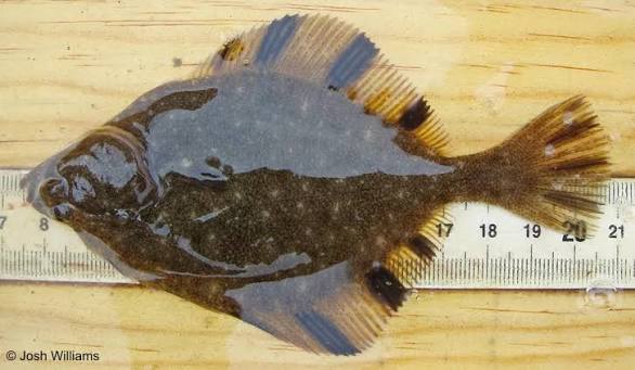 Starry Flounder | Oregon Sea Grant | Oregon State University