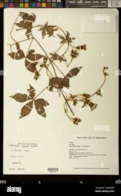 Image result for Merremia aegyptia