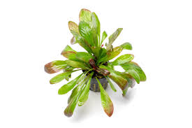 Image result for Nesaea crassicaulis