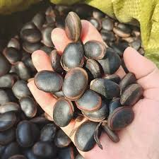 Image result for Mucuna
