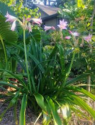 Image result for Crinum jasonii