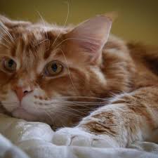 Sw kitchens are the expert in kitchen and bathroom renovations in melbourne. Omar Perhaps World S Longest Cat Finds Internet Fame Bbc News