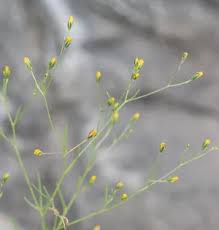 Image result for Cineraria pinnata