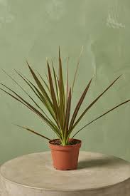 Image result for dracaena