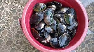 Ikan air tawar ini terkenal dengan gizinya, terutama karena kaya fosfor. Tata Cara Mengolah Dan Membersihkan Kerang Kijing Kolam Air Tawar Youtube