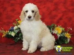 Mini poodles puppies for sale near me have curly, medium length, thick coats. Rose Standard Parti Poodle Puppy For Sale