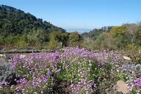 Image result for Malcolmia maritima