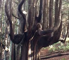 What is the tallest tree species? California Redwood Trees 5 Ways To See The Massive Trees