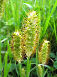 Image result for Setaria pumila