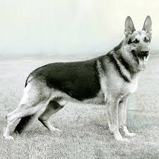 german shepherd dog dog breed information