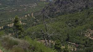 Δύο συλλήψεις εμπρηστών πραγματοποίησαν ανακριτικοί υπάλληλοι της πυροσβεστικής. Hleia Deka Xronia Meta Thn Kolash