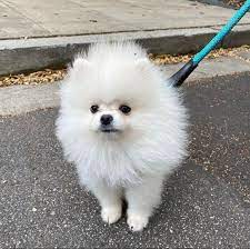 Pomeranian For Sale Pomeranian Puppies For Sale Near Me Pomeranian Puppy For Sale Pomeranian Puppy George Pomeranian Maltese Puppies