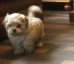 Check spelling or type a new query. Maltese Shih Tzu Toy Poodle Mix Toywalls
