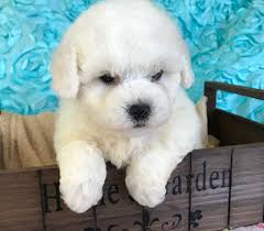 Browse thru our id verified puppy for sale listings to find your perfect puppy in your area. Cambeas Bichon Frise Puppy Breeder