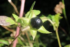 Die tollkirsche (atropa belladonna) ist eine in europa verbreitete giftige pflanze. Tollkirsche Atropa Belladonna Pflanzenwiki