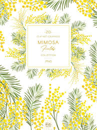 mimosa flowers wreaths frames clip art yellow watercolor acacia florals and foliage graphics mimosa flower frame clipart frame wreath