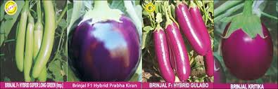 We sell and ship globally. Hybrid Vegetable Seed Vegetable Seeds Manufacturer Organic Vegetable Seeds Supplier