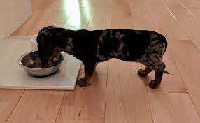 We do not accept money, gifts, samples or other incentives in exchange for special consideration in preparing our reviews. The Best Anti Allergy Dry Dog Foods And One Of The Worst This Is Dog