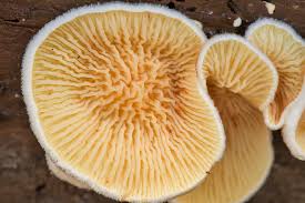 Image result for Paxillus panuoides