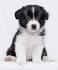 Border Collie Dog Breed Information - American Kennel Club