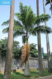 Image result for Roystonea oleracea