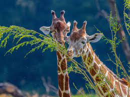 kinderregion zoo zurich