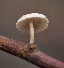 Image result for Marasmius opacus