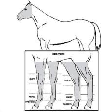 Registration Rules Palomino Horse Breeders Association