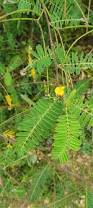 Image result for Sesbania sericea
