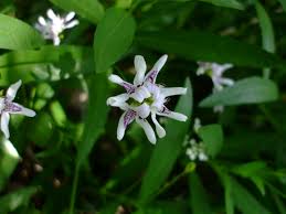 Image result for Justicia salvioides