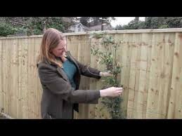 Graybunny 58x16 inch plant trellis provides support for all types of vines and climbing plants. Gardening Tips Supporting Climbers Youtube