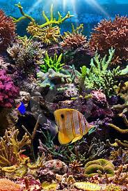 Tropical Coral Reef Scene Ocean Life Ocean Creatures Sea Animals