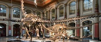 Maybe you would like to learn more about one of these? Museum Fur Naturkunde Museum Of Natural History Visitberlin De