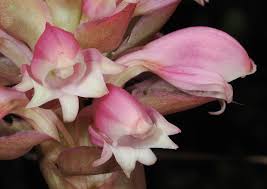 Image result for Satyrium confusum