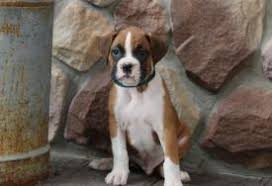 527 puppies boxer products are offered for sale by suppliers on alibaba.com, of which men's briefs & boxers accounts for 1%, plus size underwear there are 3 suppliers who sells puppies boxer on alibaba.com, mainly located in asia. Boxer Puppies For Sale In Goshen Agriseek Com