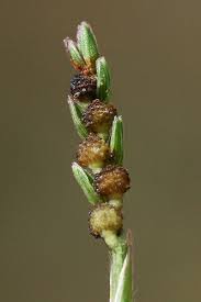 Image result for Hackelochloa granularis