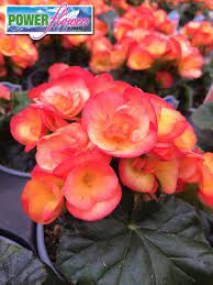 Begonia Begonia Amazing Flowers Annual Bedding Plants