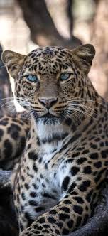 Best Jaguar Photos You Never Seen Before Herepaws In 2020 Jaguar Animal Wild Animals Photos Animals Beautiful