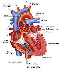Pin On Cardiac And Vascular